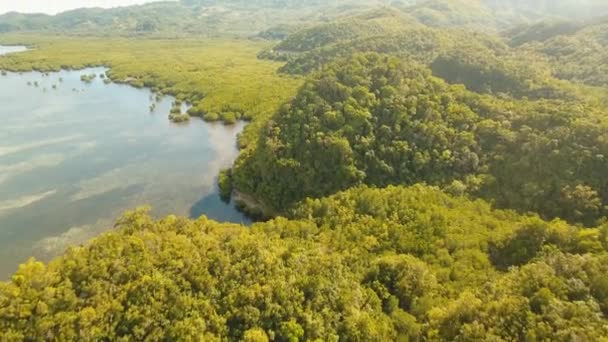 Mangrove skov i Asien – Stock-video