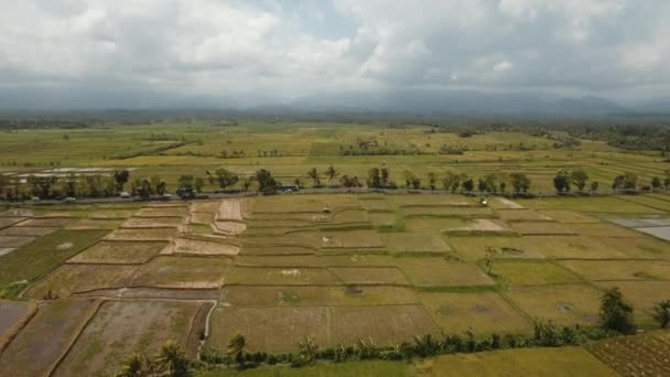 Bali 'de pirinç terasları. — Stok video