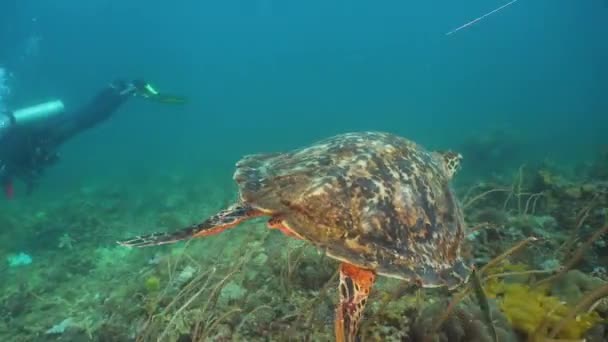 Zeeschildpad onder Water. — Stockvideo