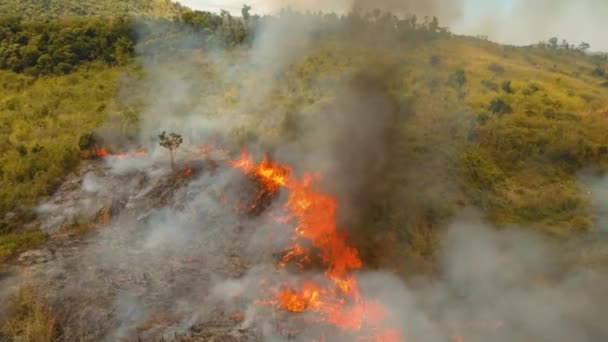 Fuego en un arbusto tropical — Vídeos de Stock