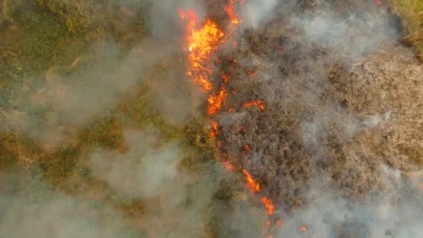 Fire in a tropical bush — Stock Video