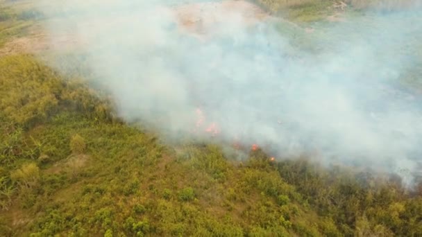 feu dans un buisson tropical 