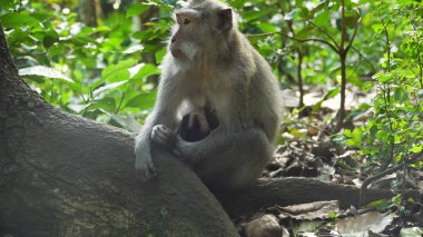 Bali 'deki ormanda maymunlar.