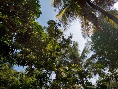 ağaçları sayesinde güneş.