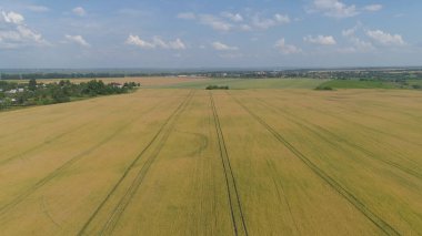 Sarı buğday tarlası