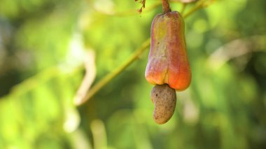 Fındık ağacı kaju fıstığı büyüyen. Busuanga, Palawan, Filipinler.