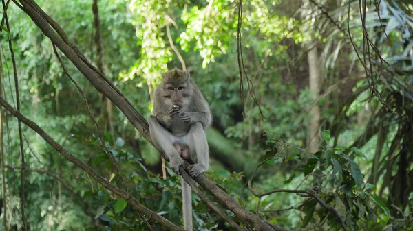 Monos en el bosque de Bali. —  Fotos de Stock