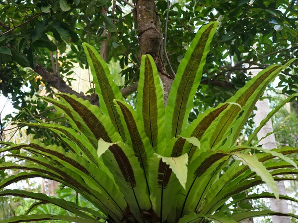Πράσινο φυτό στο τροπικό δάσος. — Φωτογραφία Αρχείου