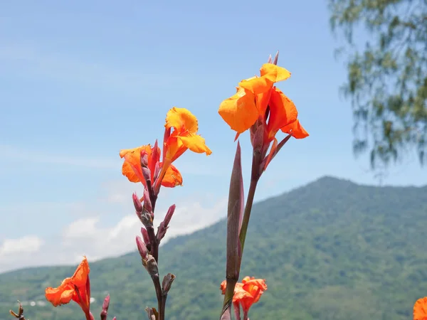 Flor tropical vermelha. — Fotografia de Stock