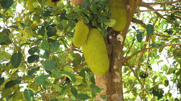 Jackfruit on the tree. — Stock Photo, Image