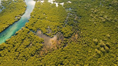 Mangrov ormanları Asya. Filipinler Siargao Adası.