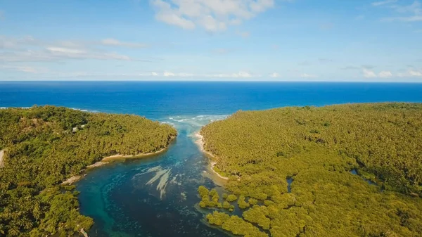 Foresta di mangrovie in Asia. Filippine Isola di Siargao . — Foto Stock