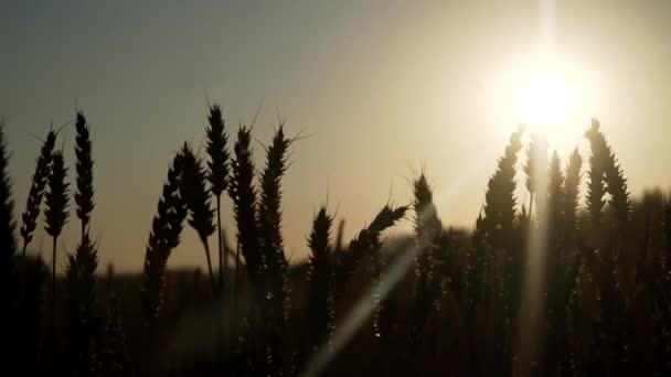 Tarweveld bij zonsondergang — Stockvideo