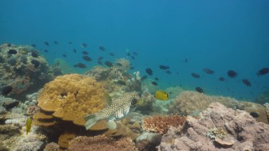 Mercan ve tropikal balık. Filipinler, Mindoro.