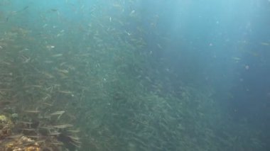 Sardalyalar mavi sularda.