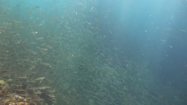 Сардины на голубой воде. — стоковое видео