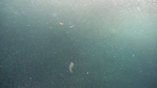 Sardines sur l'eau bleue.