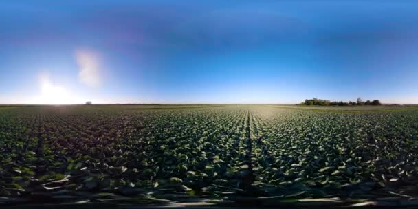 Kohl wächst auf einem Feld 360vr — Stockvideo