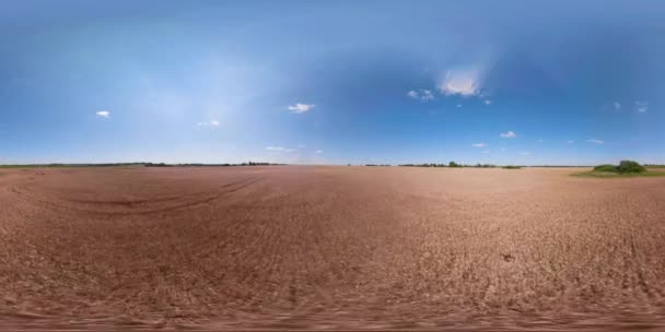 Campo di grano giallo VR360 — Video Stock