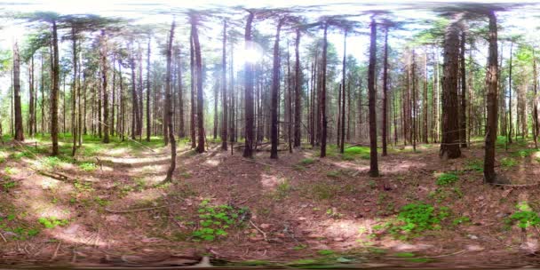 Bela floresta verde VR360 — Vídeo de Stock
