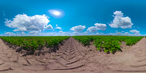 Campo de batata sob céu azul 360VR — Vídeo de Stock
