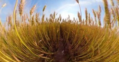 Sarı buğday tarlası