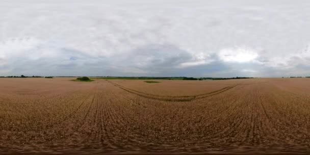 Желтое пшеничное поле VR360 — стоковое видео