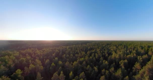 Flug über das grüne Waldkugelpanorama — Stockvideo