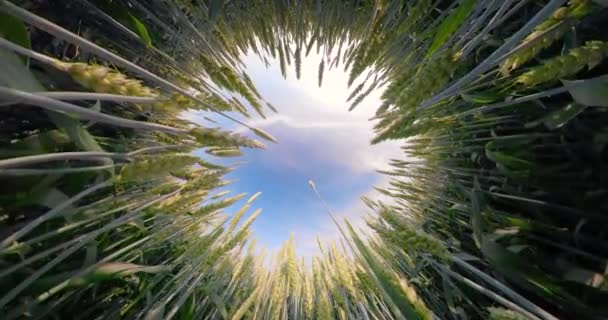 Campo di grano verde — Video Stock