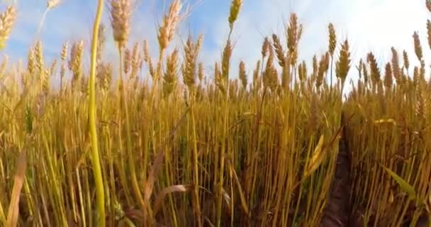 Žluté pole pšenice — Stock video