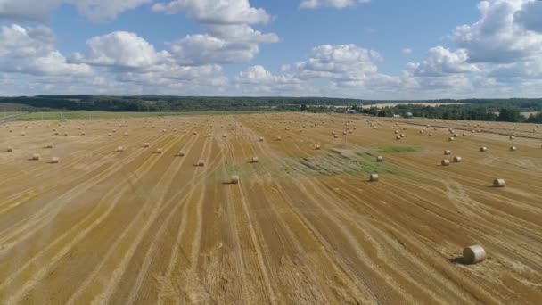 Rotoli di pagliai sul campo. — Video Stock