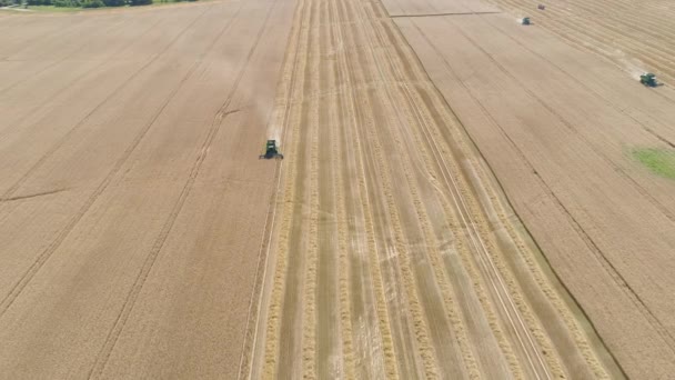 Combineer oogstmachine op tarweveld — Stockvideo