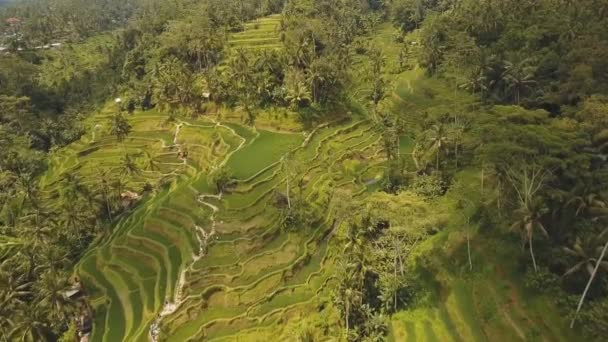 Terraços em Ubud, Bali, Indonésia . — Vídeo de Stock