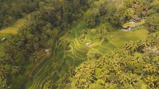 Тераси рисових полів в Ubud, Балі, Індонезія. — стокове відео