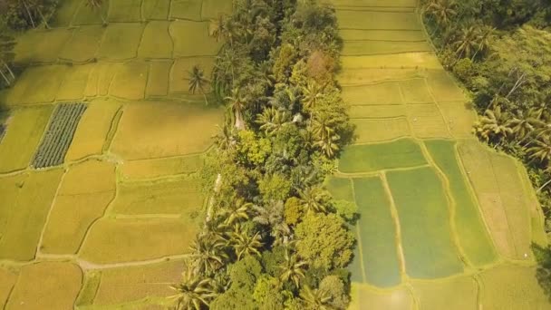 Terrenos de arroz en Ubud, Bali, Indonesia . — Vídeo de stock