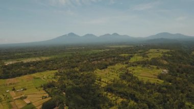 Teras pirinç tarlaları, Bali, Endonezya.