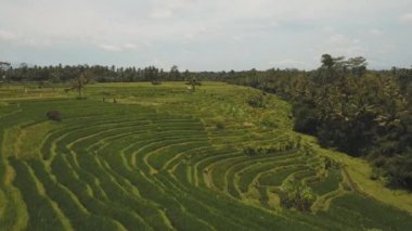 Teras pirinç tarlaları, Bali, Endonezya.