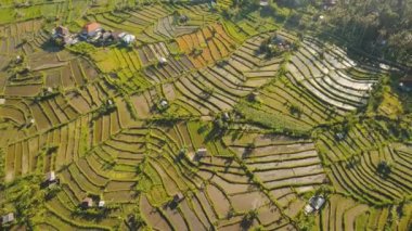 Pirinç tarlalı manzara Bali, Endonezya