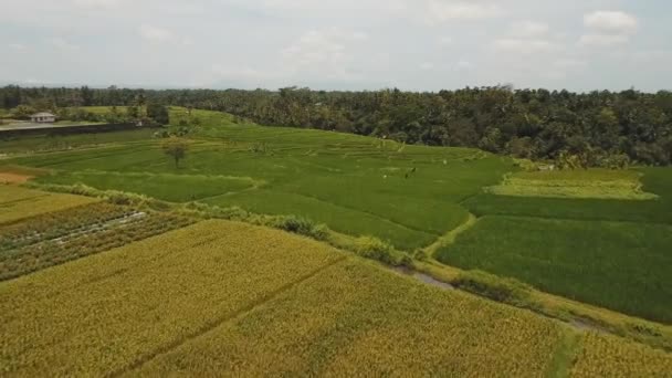 Terasz rizsföldek, Bali, Indonézia. — Stock videók