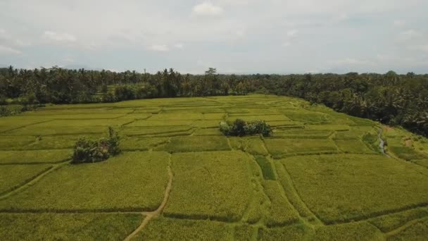 Terasa rýžová pole, Bali, Indonésie. — Stock video