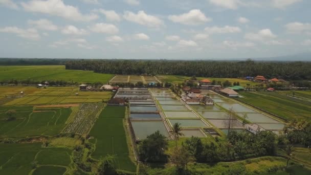 Flygfoto Ris Terrass Fält Jordbruksmark Bali Indonesien Risplantage Terrass Jordbruksmark — Stockvideo