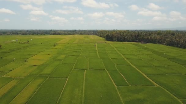 Terraço campos de arroz, Bali, Indonésia. — Vídeo de Stock