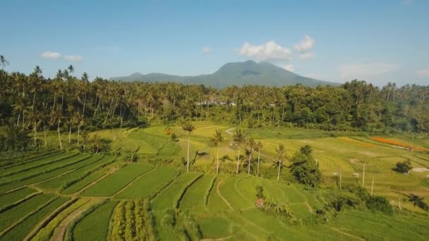 バリ島インドネシア米テラス フィールドと山の風景 — ストック動画