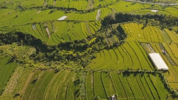 Landschap met rijstterrasveld Bali, Indonesië — Stockvideo