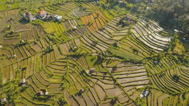 Pirinç tarlalı manzara Bali, Endonezya — Stok video