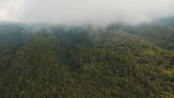 Las deszczowy w chmurze, Bali, Indonezja. — Wideo stockowe