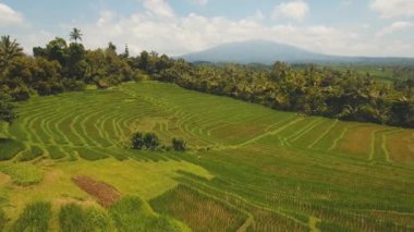 Teras pirinç tarlaları, Bali, Endonezya.