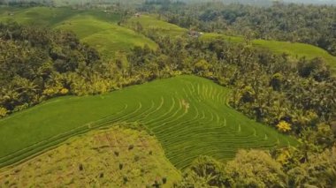 Teras pirinç tarlaları, Bali, Endonezya.