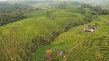 Pirinç tarlalı manzara Bali, Endonezya
