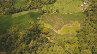 Teras pirinç tarlaları, Bali, Endonezya.